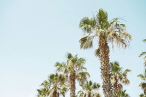 hiszpański w Walencji